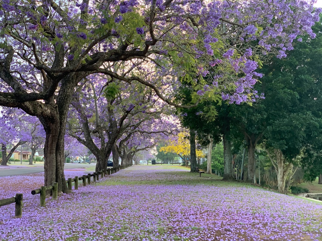 Lily Bloom: The Beauty of Spring